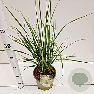 Calamagrostis acut. 'Karl Foerster' gm 4,0L