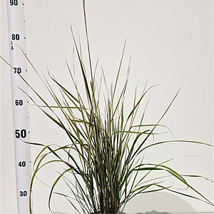Calamagrostis acut. 'Overdam' 50-60 cm 4,0L
