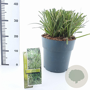 Carex morrowii 'Ice Dance' 30-40 cm 6,5L