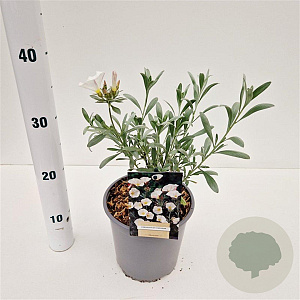 Convolvulus cneorum 20-30 cm 2,5L