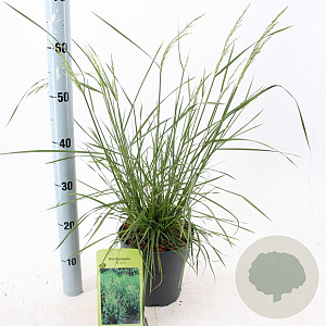 Deschampsia cesp. 'Goldtau' 40-60 cm 3,0L