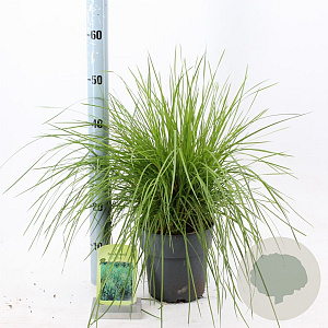 Deschampsia cesp. 'Goldtau' 40-60 cm 3,0L