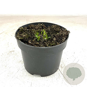 Echinacea purpurea GM 2,0L
