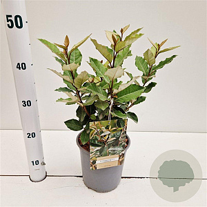 Elaeagnus ebb. 'Compacta' 25-30 cm 2,5L