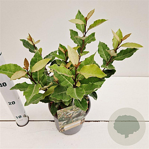 Elaeagnus ebb. 'Compacta' 25-30 cm 2,5L