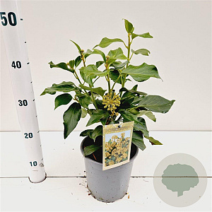 Hedera colchica 'Fall Favourite' 25-30 cm 2,5L