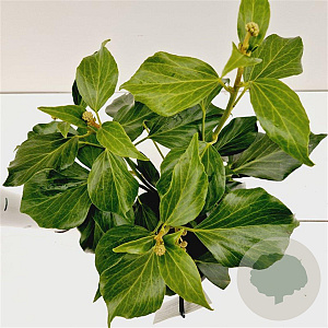 Hedera colchica 'Fall Favourite' 25-30 cm 2,5L