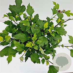 Hibiscus syr. 'Duc de Brabant' 40-50 cm 3,0L