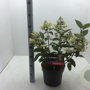 Hydrangea pan. 'Wim's Red' 50-60 cm 7,5L