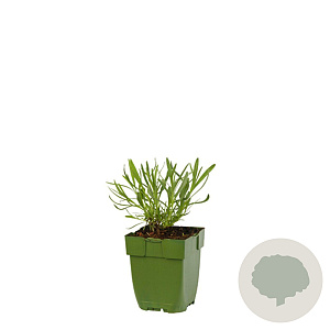 Lavandula angustifolia GM  P11
