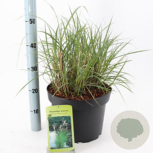 Miscanthus sin. 'Kleine Silbersp.' 60-100 cm 12L