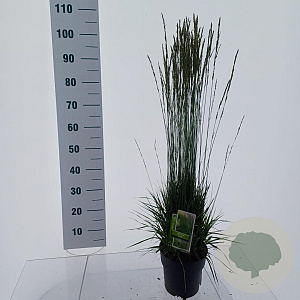 Molinia caerulea 'Torch' GM C3