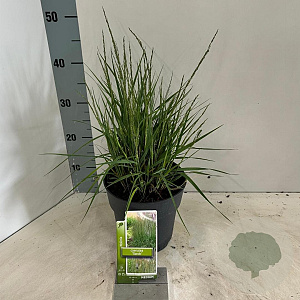 Molinia caerulea 'Torch' GM C3