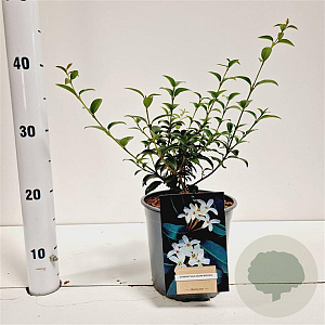 Osmanthus burkwoodii 20-30 cm 2,5L