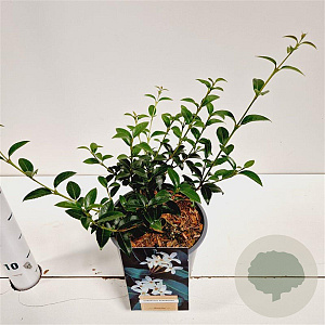 Osmanthus burkwoodii 20-30 cm 2,5L