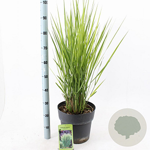 Panicum virgatum 'Prairie Sky' 60-120 cm 12L