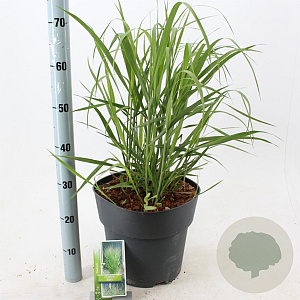 Panicum virgatum 'Stäfa' A kwaliteit 12L