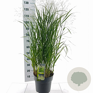 Panicum virgatum 'Stäfa' A kwaliteit 12L