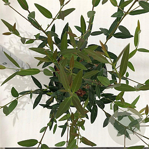 Phillyrea angustifolia 25-30 cm 2,5L