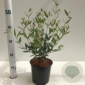 Phillyrea angustifolia 25-30 cm 2,5L