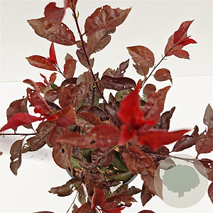 Prunus cistena 30-40 cm 7,5L