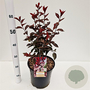 Prunus cistena 30-40 cm 7,5L