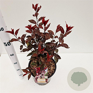 Prunus cistena 30-40 cm 7,5L