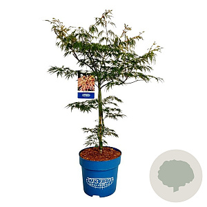 Acer Ice Dragon 100-125 cm 15L