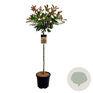 Photinia fraseri 'Red Robin' 90 cm stam 15L