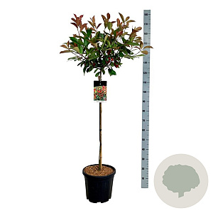 Photinia fraseri 'Red Robin' 90 cm stam 15L