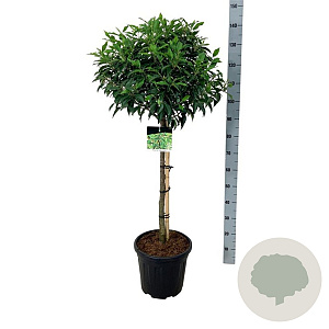 Prunus l. 'Angustifolia' 60 cm stam 15L