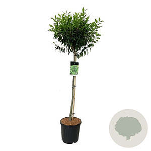 Prunus l. 'Angustifolia' 90 cm stam 15L