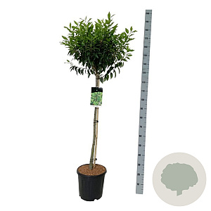 Prunus l. 'Angustifolia' 90 cm stam 15L