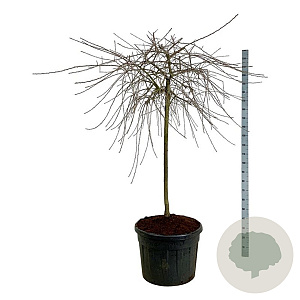Pyrus salicifolia 'Pendula' 120 cm stam cont. 90L extra