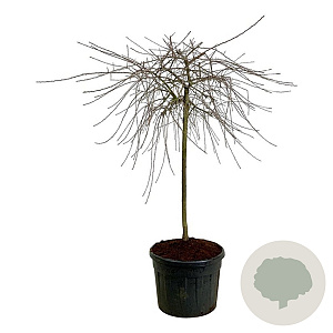 Pyrus salicifolia 'Pendula' 120 cm stam cont. 90L extra