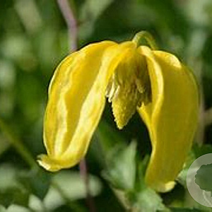 Clematis 'Aureolin' 80-100 cm rozenpot 2L