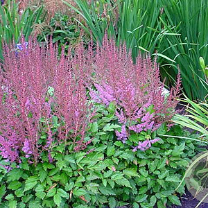 Astilbe c. 'Veronica Klose' GM P9