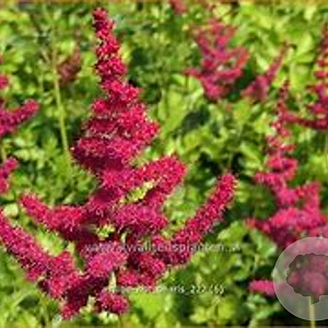 Astilbe Hot Pearls GM P9