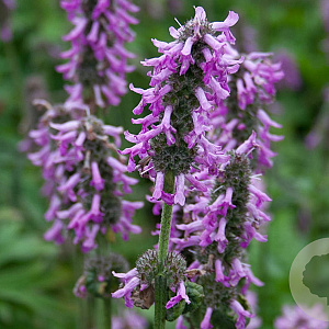 Betonica off. 'Lilac Lady' GM P9