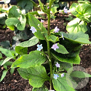 Brunnera sibirica GM P9