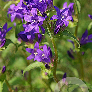 Campanula trachelium GM P9