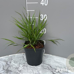 Hakonechloa macra GM 2,0L