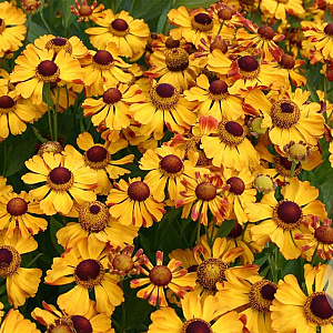 Helenium 'Rauchtopas' GM P9