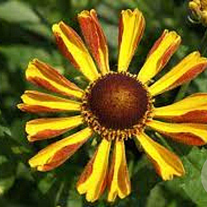 Helenium 'Rauchtopas' GM P9