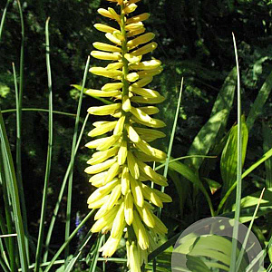 Kniphofia citrina GM P9