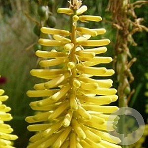 Kniphofia citrina GM P9