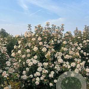 Viburnum tinus 150-175 cm draadkluit struik