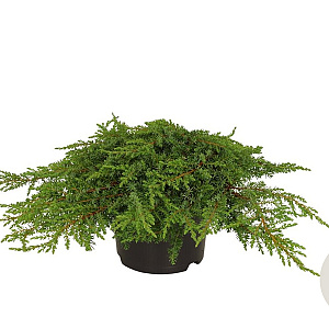 Juniperus comm. 'Green Carpet' 25-30 cm 2,0L