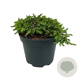 Juniperus comm. 'Green Carpet' 25-30 cm 2,0L