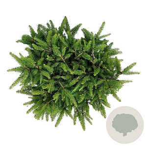 Picea a. 'Nidiformis' 30-40 cm 7,5L